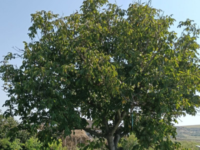 Teren 1300 mp, Intravilan Erbiceni 