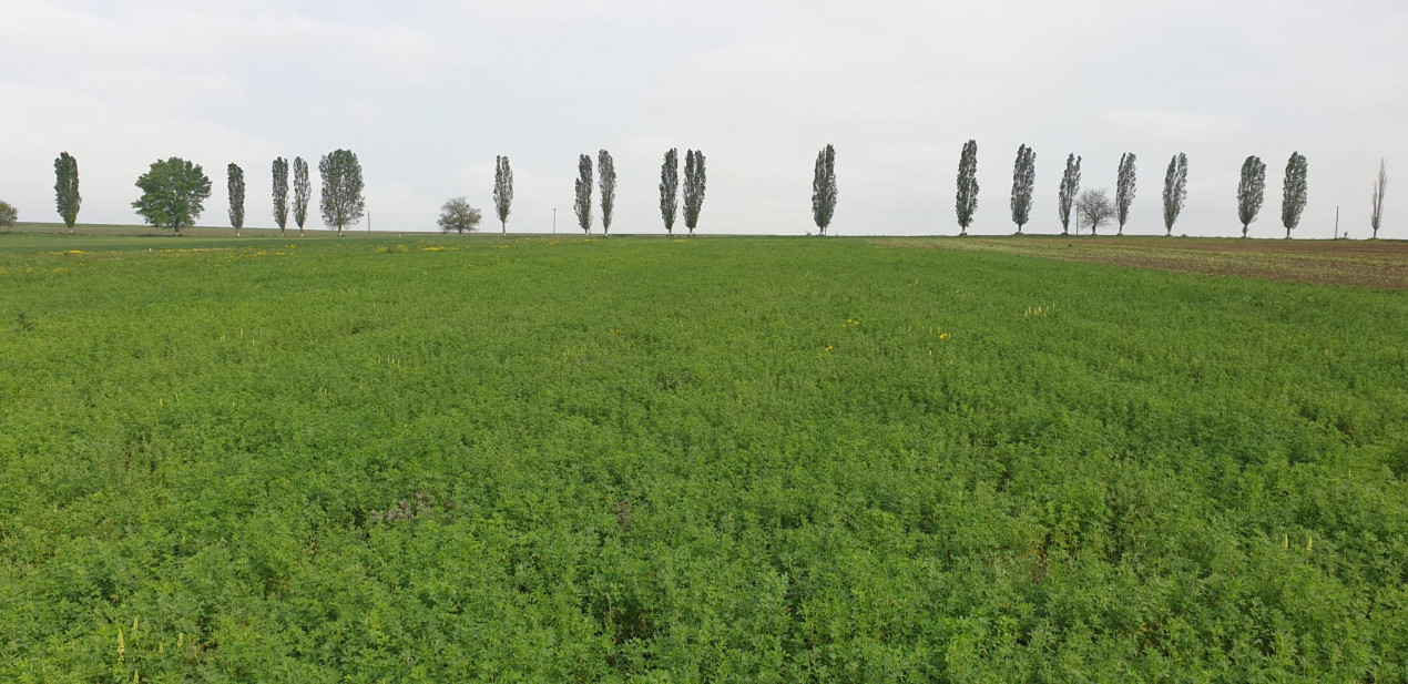 TEREN EXTRAVILAN, LOCALIATEA DUMESTI, 20000 MP