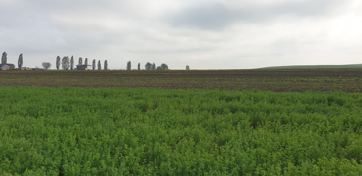 TEREN EXTRAVILAN, LOCALIATEA DUMESTI, 20000 MP