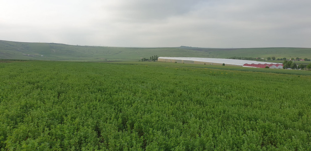 TEREN EXTRAVILAN, LOCALIATEA DUMESTI, 20000 MP