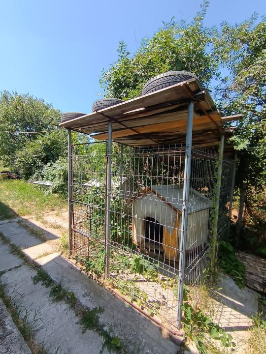 CASA CU TEREN 1000 MP,TOMESTI ,COMISION ZERO